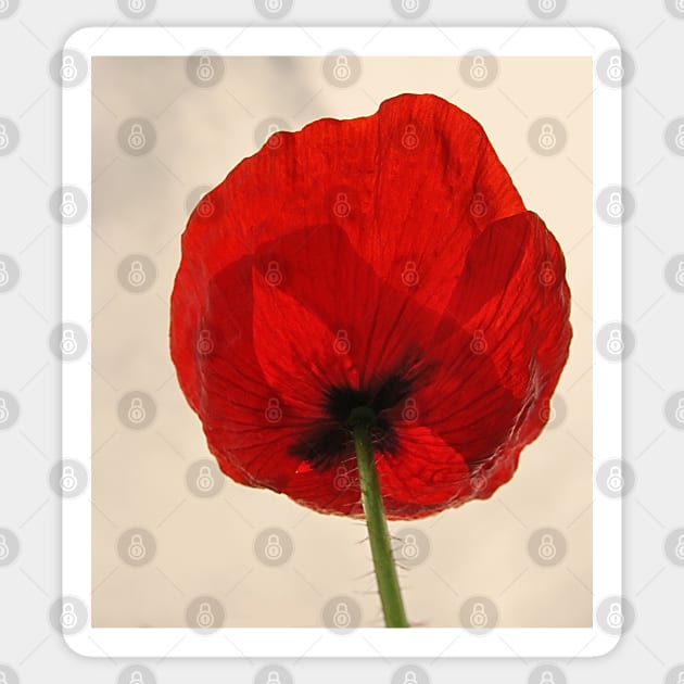 Red Poppy Sticker by piksimp